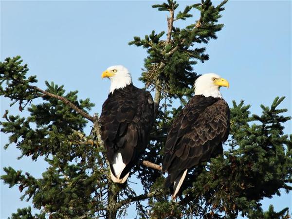 Bald Eagle Bald Eagle