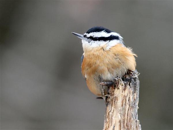 Red Breasted Nuthatch