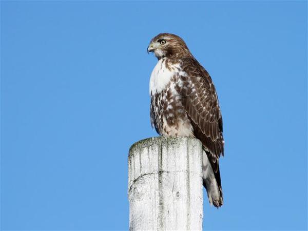 Red Tailed Hawk