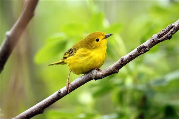 Yellow Warbler Yellow Warbler