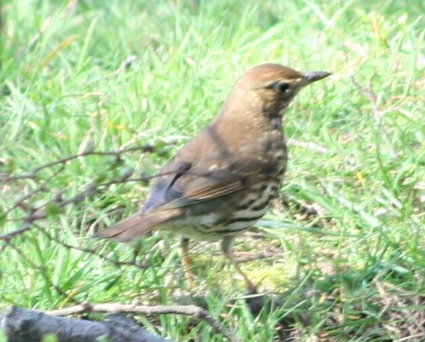Song Thrush Song Thrush