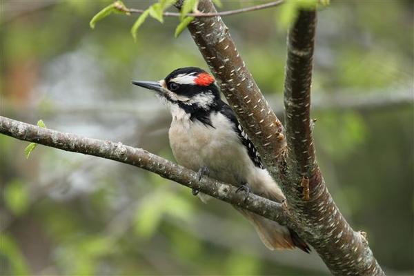 Downy Woodpecker Downy Woodpecker