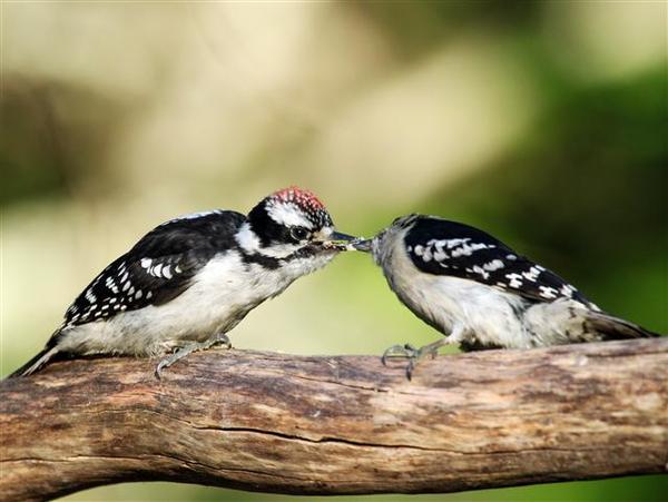 Downy Woodpecker Downy Woodpecker