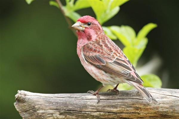 Purple Finch