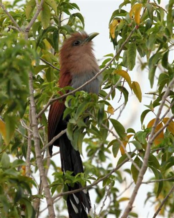 Squirrel Cuckoo Squirrel Cuckoo