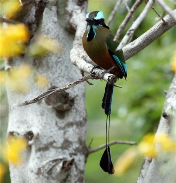 Turquoise-browed Motmot Turquoise-browed Motmot