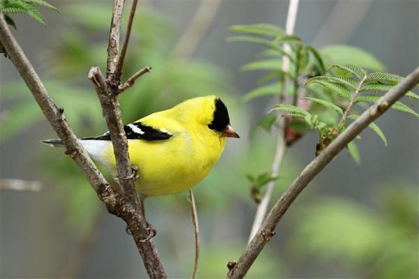 American Goldfinch