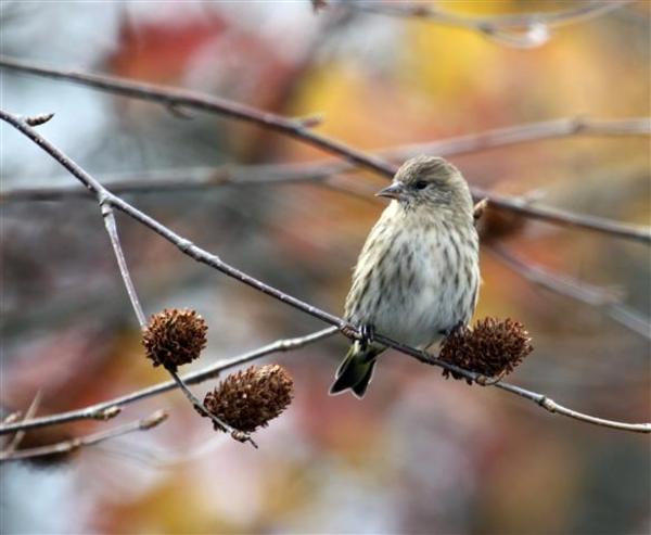 Pine Siskin Pine Siskin