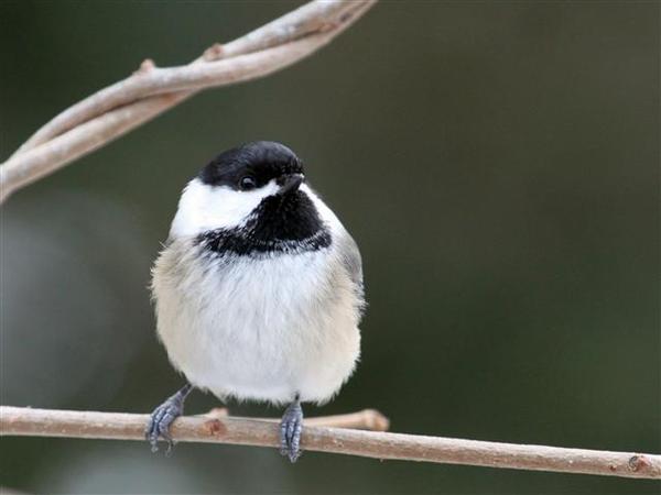 Black Capped Chickadee Black Capped Chickadee