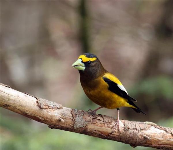 Evening Grosbeak