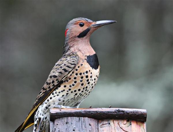 Northern Flicker Northern Flicker