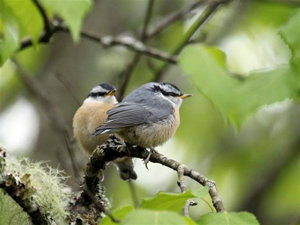 Red Breasted Nuthatch