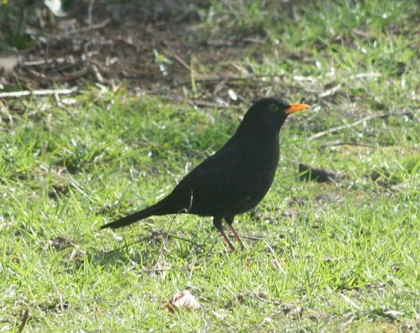 Blackbird