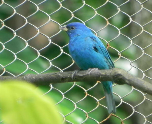 Indigo Bunting Indigo Bunting