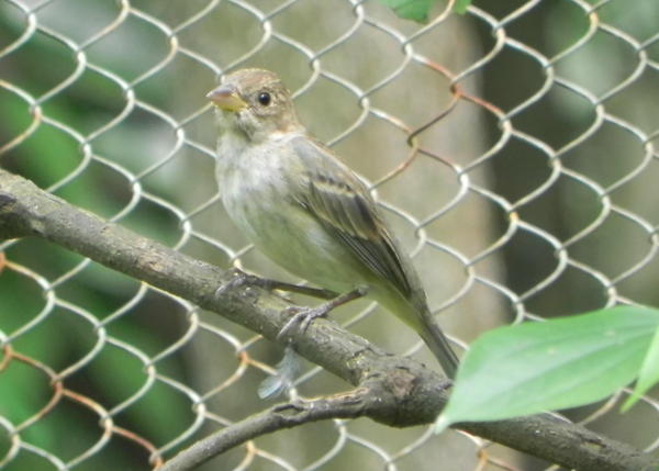 Indigo Bunting Indigo Bunting