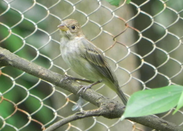 Indigo Bunting