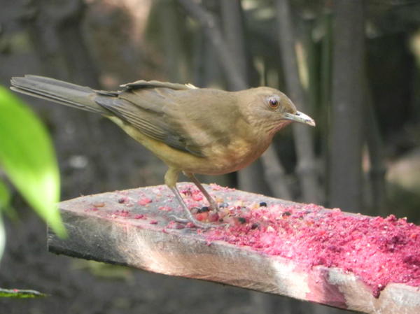 Clay-coloured Robin