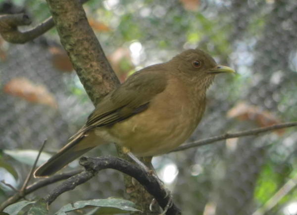 Clay-coloured Robin