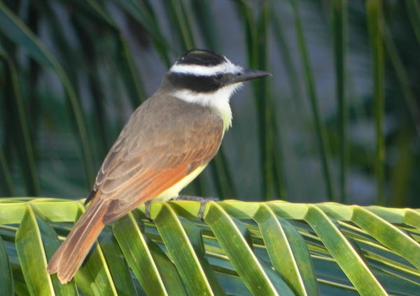 Great Kiskadee