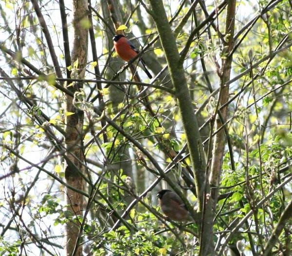 Bullfinch