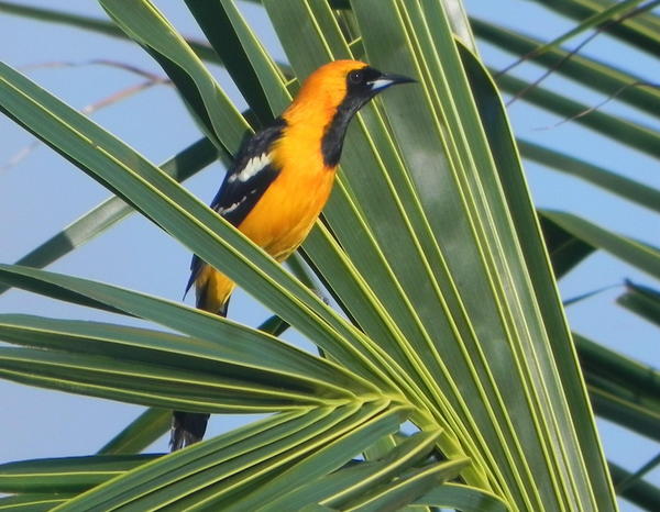 Hooded Oriole Hooded Oriole