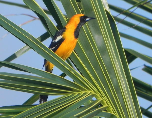 Hooded Oriole