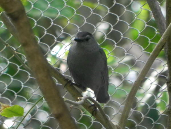Gray Catbird Gray Catbird