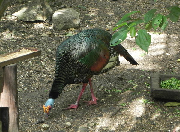 Ocellated Turkey