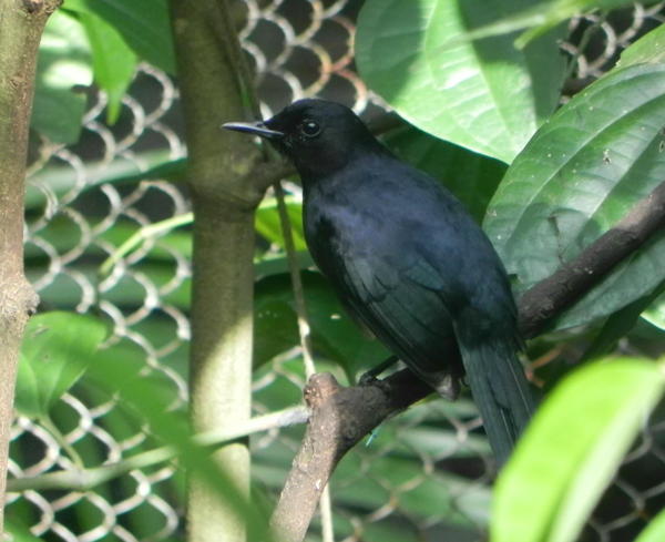 Black Catbird Black Catbird
