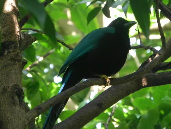 Yucatan Jay