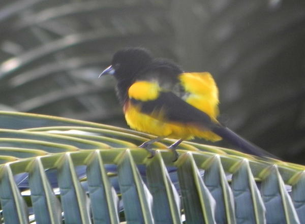 Black-cowled Oriole