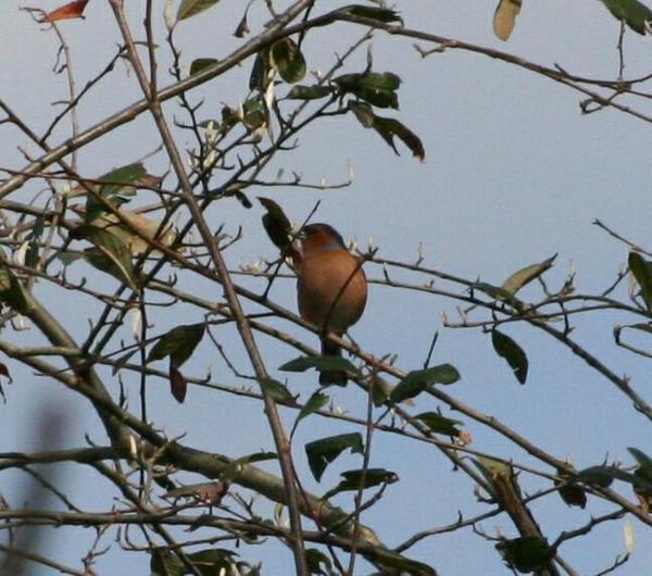 Chaffinch Chaffinch