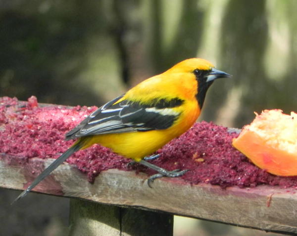 Orange Oriole Orange Oriole