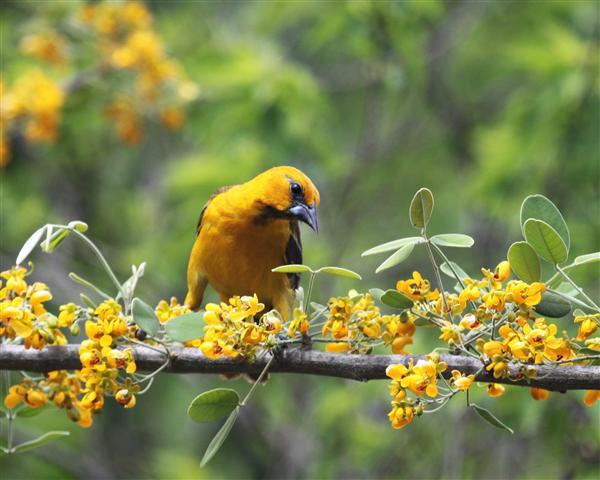 Orange Oriole