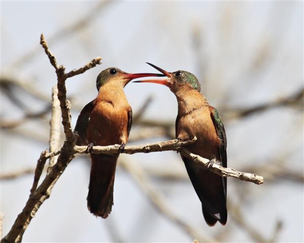 Cinnamon Hummingbird