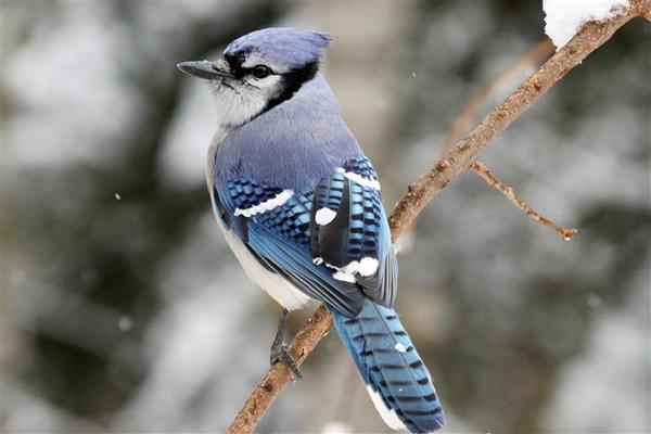 Blue Jay