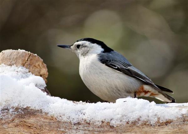 White-breasted Nuthatch White-breasted Nuthatch