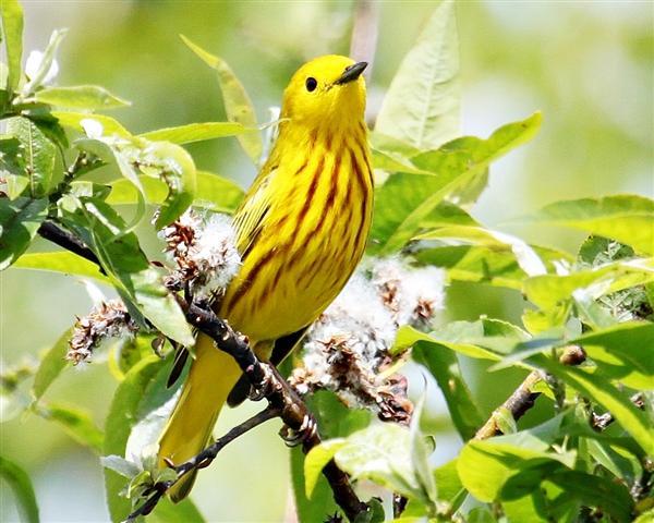 Yellow Warbler Yellow Warbler