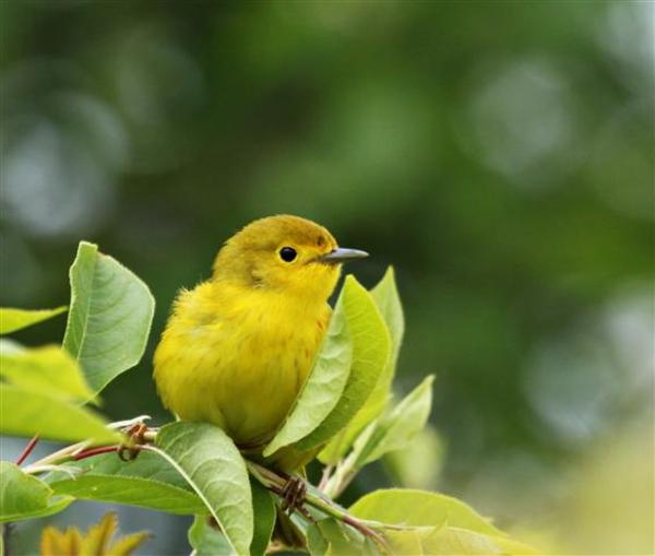 Yellow Warbler Yellow Warbler