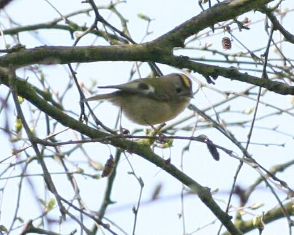 Goldcrest Goldcrest