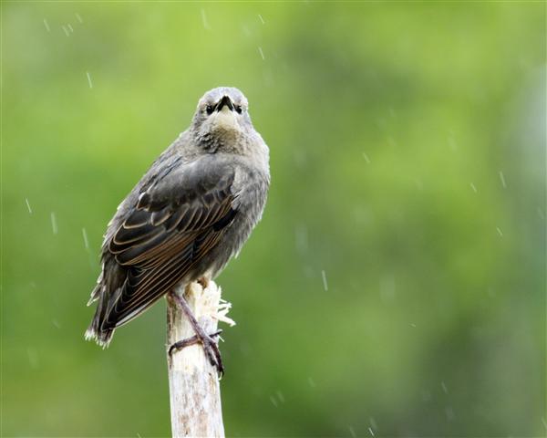 European Starling