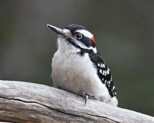 Hairy Woodpecker Hairy Woodpecker