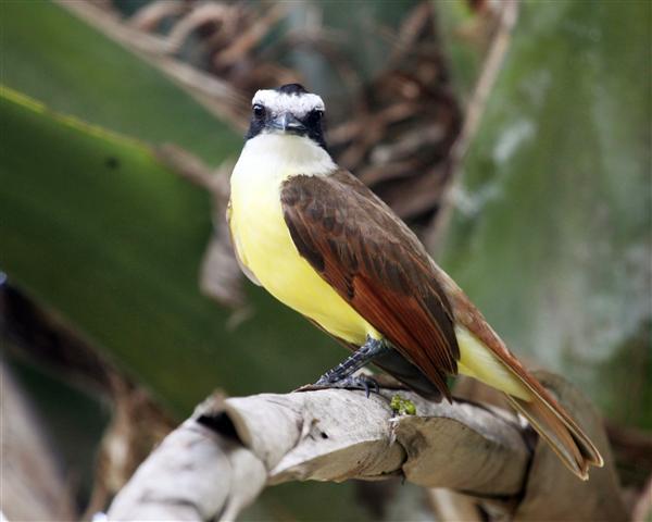 Great Kiskadee Great Kiskadee