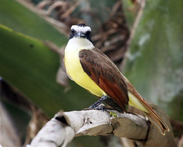 Great Kiskadee