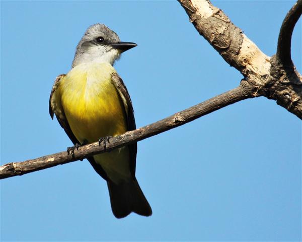 Tropical Kingbird