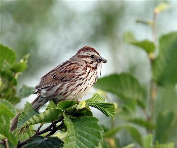 Song Sparrow Song Sparrow