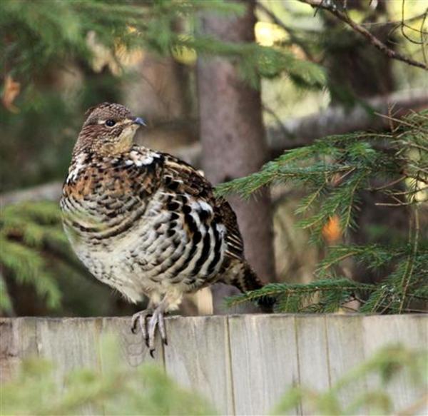 Spruce Grouse