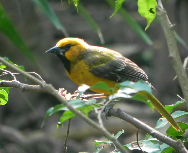 Orchard Oriole