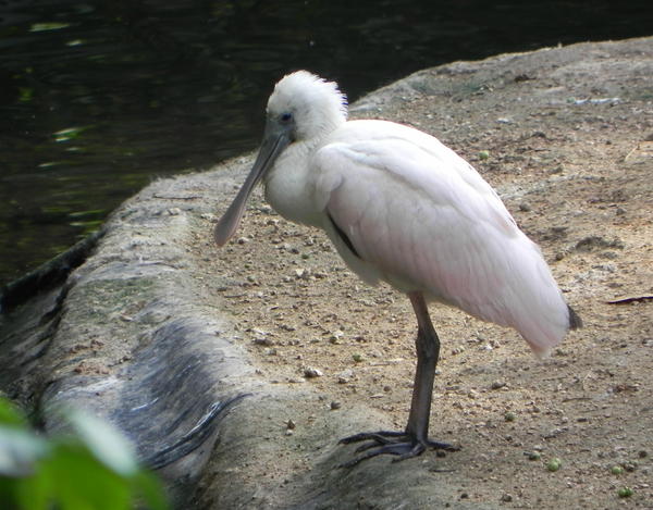 Roseate Spoonbill Roseate Spoonbill