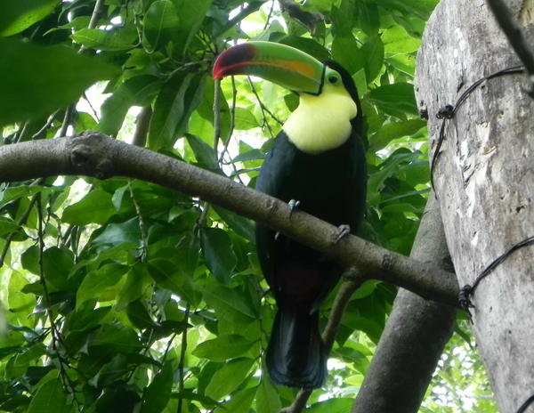 Keel-billed Toucan Keel-billed Toucan